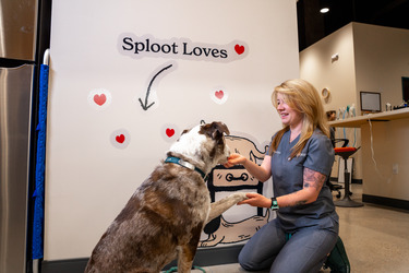 Sploot Veterinary Care - 9+CO