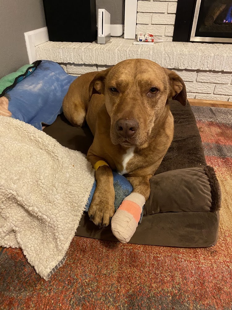 Denver Animal Hospital
