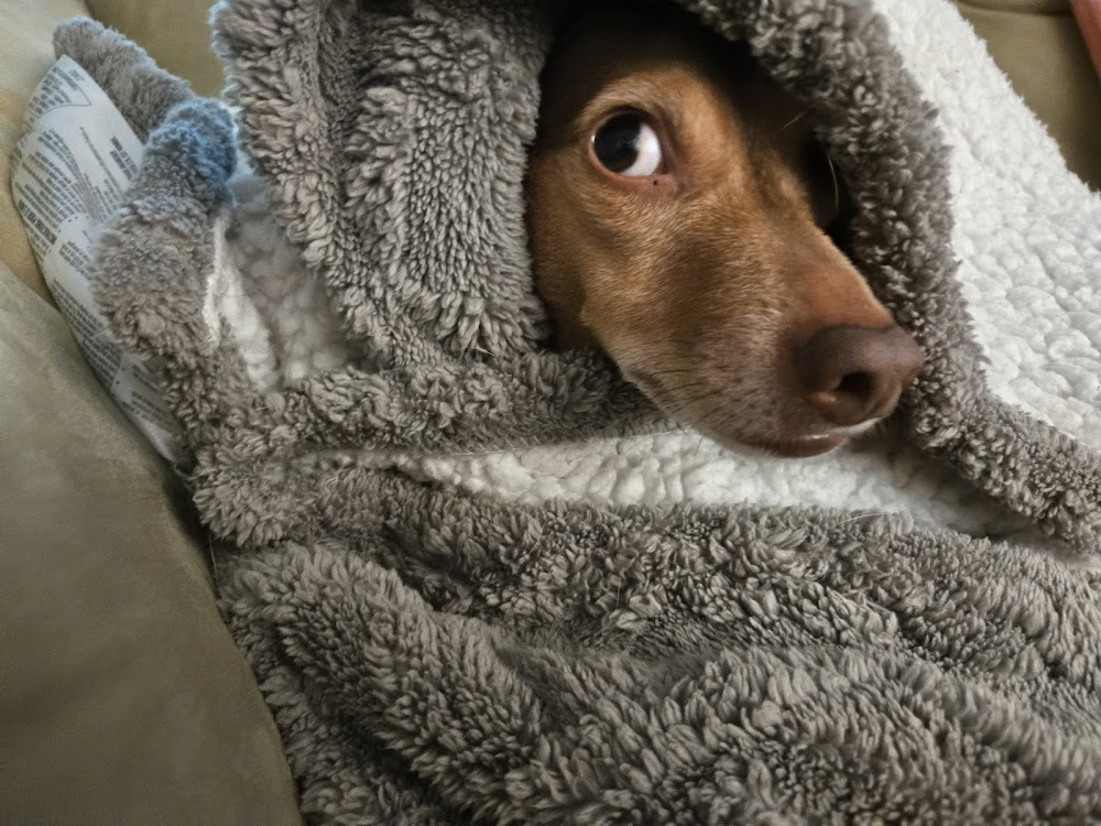 Pets On Broadway Animal Hospital