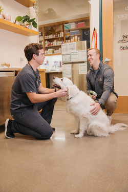 Sploot Veterinary Care - Commons Park