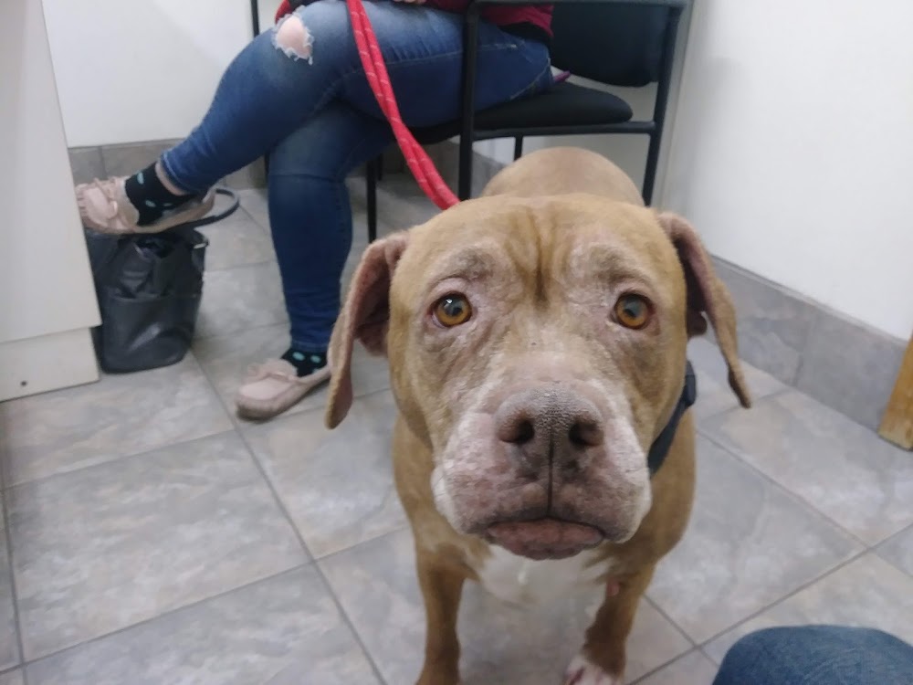 Hermosa Veterinary Clinic
