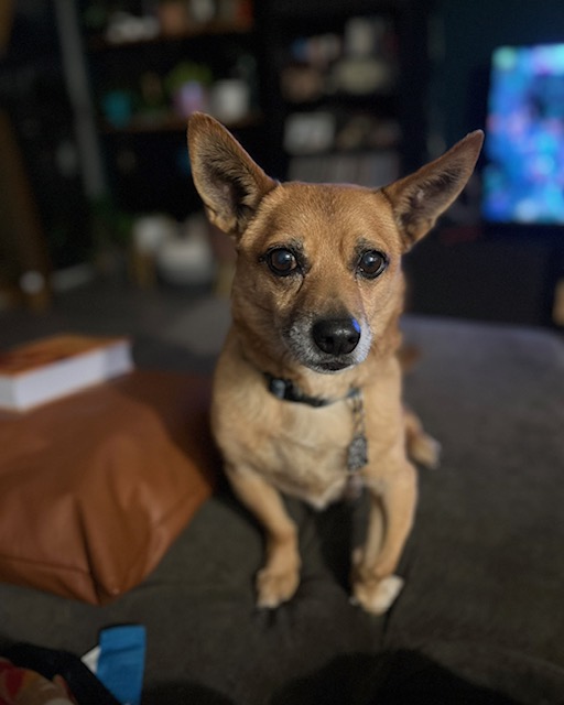Companion Crossroads At Home Pet Euthanasia