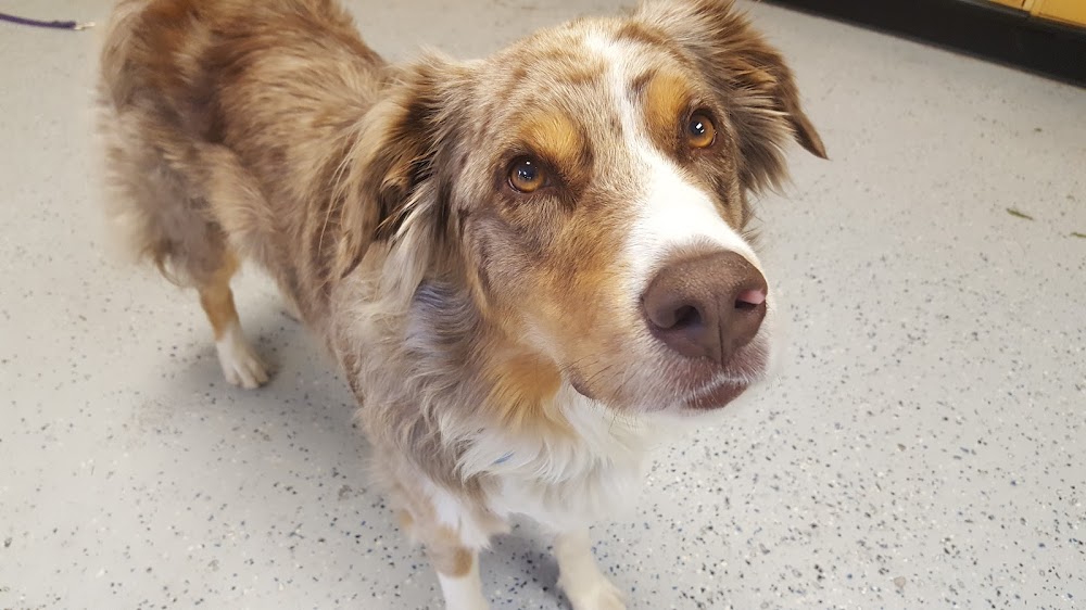 Downtown Animal Care Center