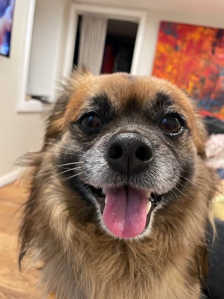 Berkeley Animal Hospital